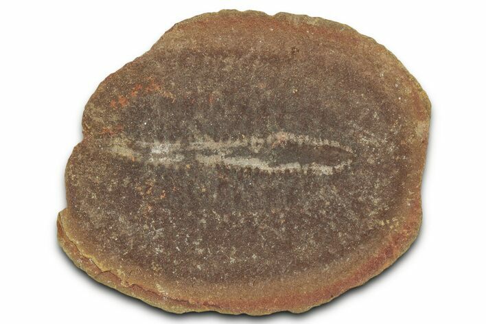 Pennsylvanian Worm (Didontogaster?) Fossil - Mazon Creek #325922
